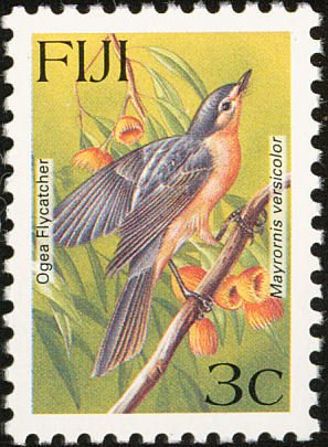 Ogea Monarch (Mayrornis versicolor)