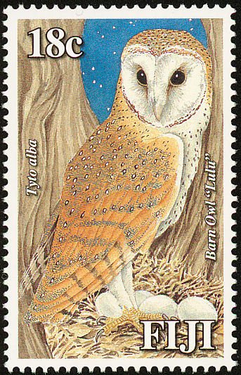 Western Barn Owl (Tyto alba)