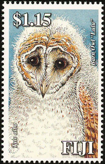 Western Barn Owl (Tyto alba)