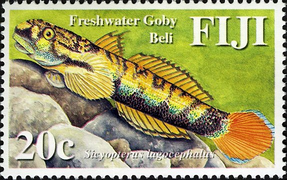 Red-tailed Goby (Sicyopterus lagocephalus) 