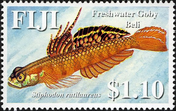 Golden-red Stiphodon (Stiphodon rutilaureus)