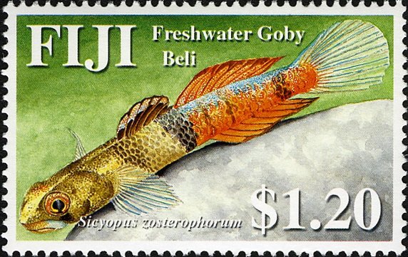 Freshwater Goby (Sicyopus zosterophorum)
