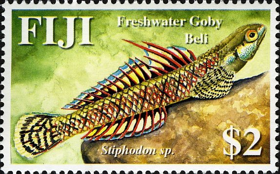 Goby (Stiphodon sp.)