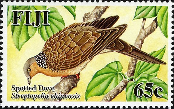 Spotted Dove (Streptopelia chinensis)