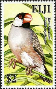 Stamp, Java Sparrow (Padda oryzivora), Fiji,  , Birds