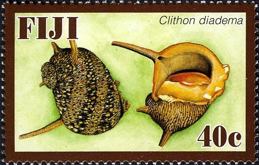 Porcupine Snail (Clithon diadema)