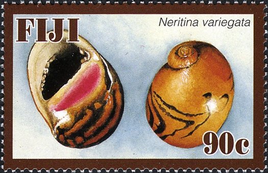 Batik Nerite (Neritina variegata)