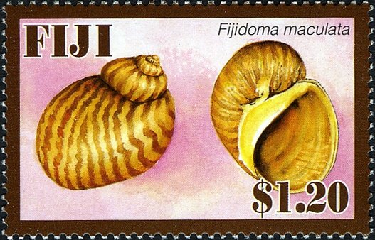 Freshwater Snail (Fijidoma maculata)
