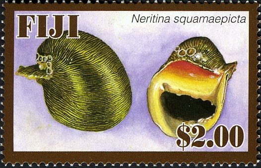 Freshwater Snail (Neritina squamaepicta)