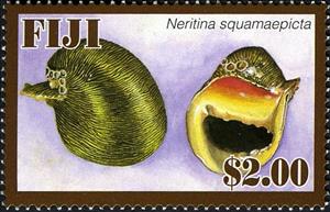 Stamp, Freshwater Snail (Neritina squamaepicta), Fiji,  , Shells