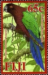 Koro Island Shining Parrot (Prosopeia tabuensis koroensis)