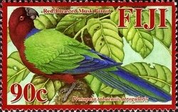 Maroon Shining Parrot (Prosopeia tabuensis ssp. atrogularis)