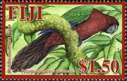 Maroon Shininng Parrot (Prosopeia tabuensis ssp. taviunensis