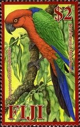 Crimson Shining Parrot (Prosopeia tabuensis splendens)