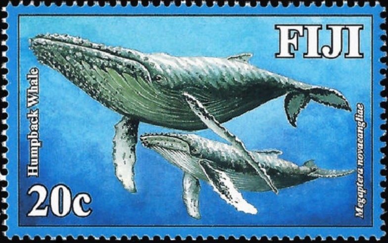 Humpback Whale (Megaptera novaeangliae)