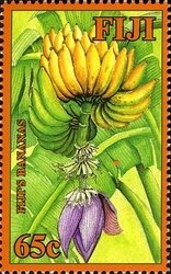 Fiji's Bananas