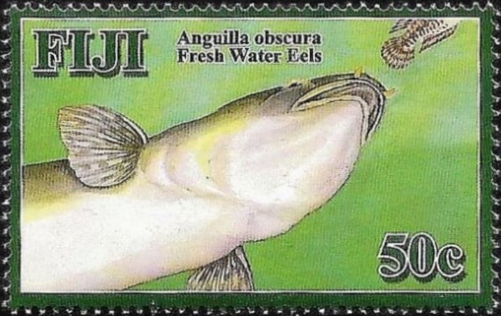 Pacific Shortfinned Eel (Anguilla obscura)