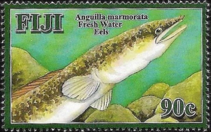 Giant Mottled Eel (Anguilla marmorata)