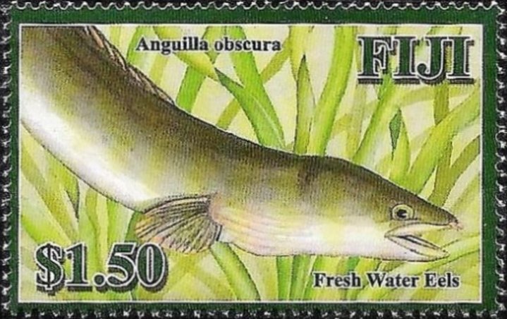 Pacific Shortfinned Eel (Anguilla obscura)