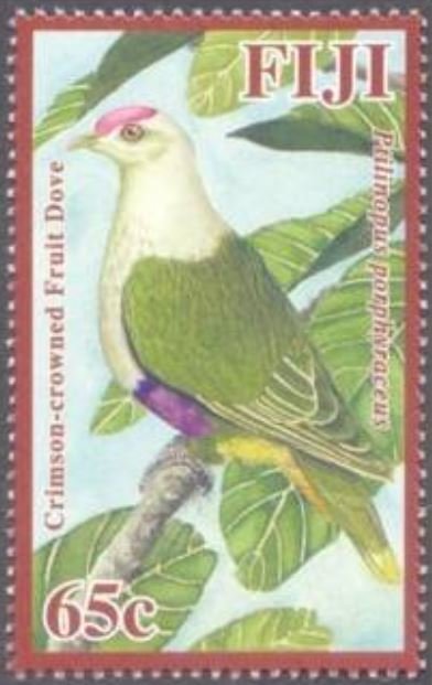 Crimson-crowned Fruit Dove (Ptilinopus porphyraceus)