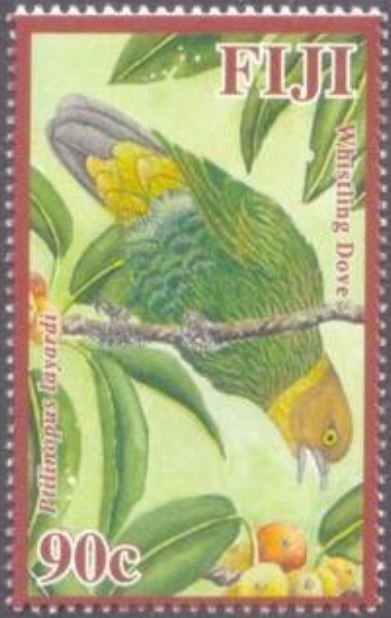 Whistling Fruit Dove (Ptilinopus layardi)