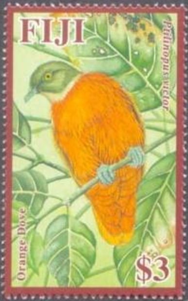 Orange Fruit Dove (Ptilinopus victor)