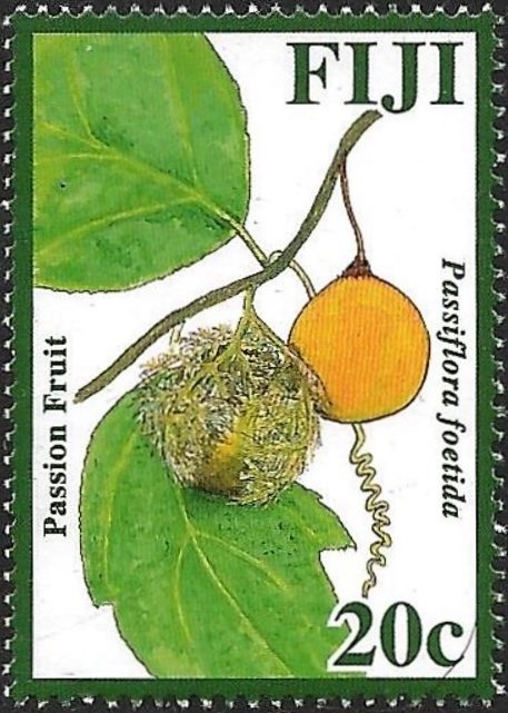 Passiflora foetida
