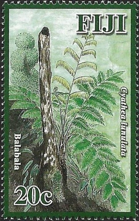 Cathea lunulata