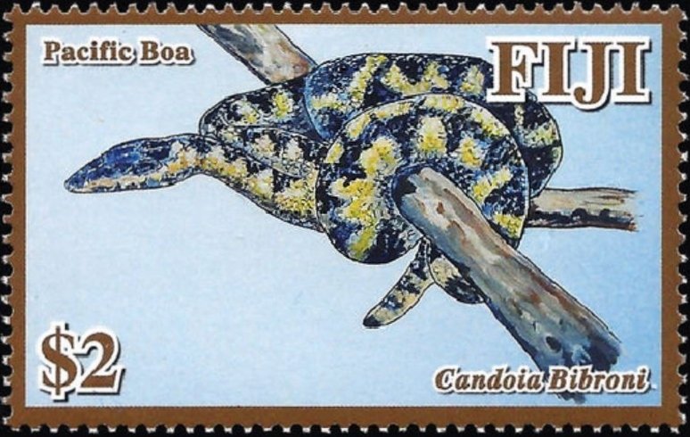 Pacific Tree Boa (Candoia bibroni)