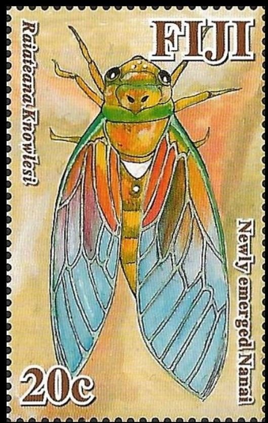 Nanai (Raiateana knowlesi) - Juvenile