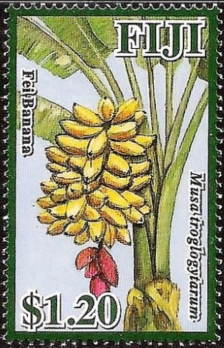 Fei Banana (Musa troglogytarum)