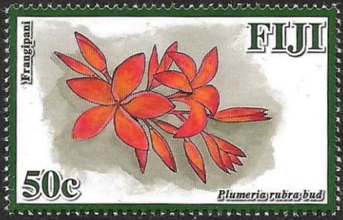 Plumeria rubra bud