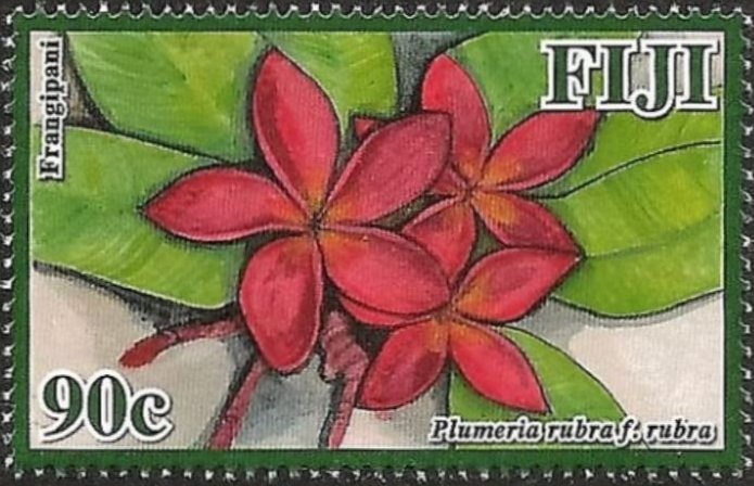 Plumeria rubra f. rubra