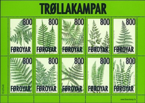 Ferns