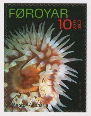 Sea Anemone (Actiniaria sp.)