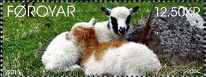 Stamp, Juvenile Sheep (Ovis ammon aries), Faroe Islands,  , Sheep, Animals (Fauna)