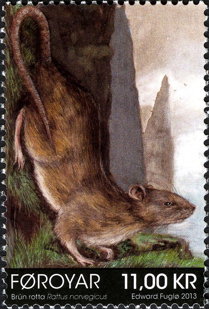 Brown Rat (Rattus norvegicus)
