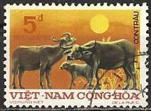Wild Water Buffalo (Bubalus arnee)