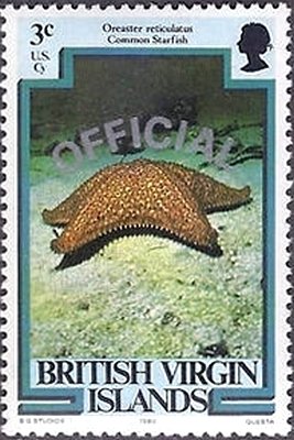 Red Cushion Sea Star (Oreaster reticulatus)
