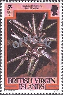 Slate Pencil Urchin (Eucidaris tribuloides)