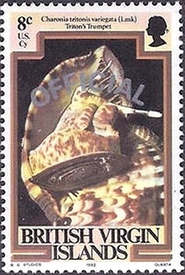 Atlantic Triton (Charonia tritonis variegata)