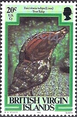 Stamp, The True Tulip (Fasciolaria tulipa), British Virgin Islands,  , Shells