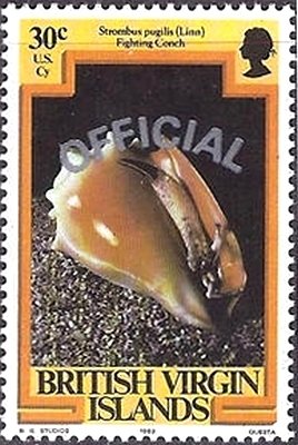 Fighting Conch (Strombus pugilis)
