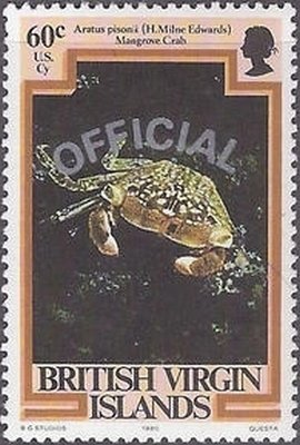 Mangrove Tree Crab (Aratus pisonii)