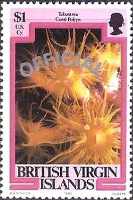 Sun Coral (Tubastrea)