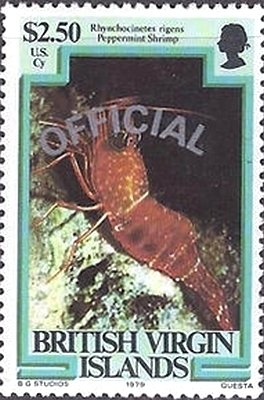 Red Night Shrimp (Rhynchocinetes rigens)