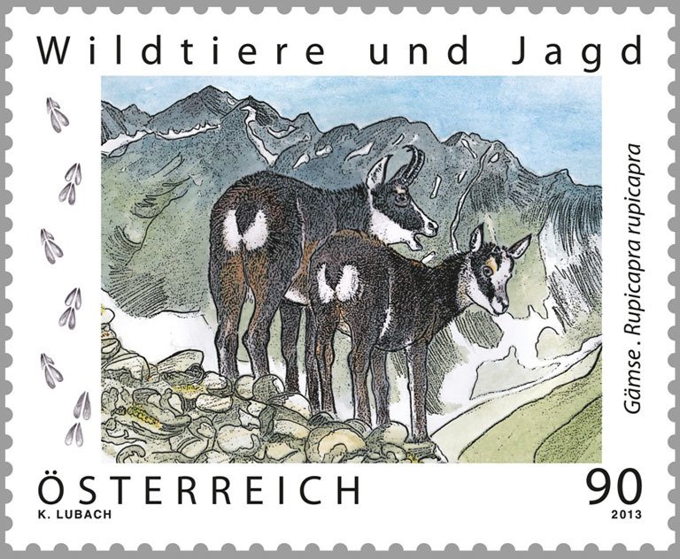 Alpine Chamois (Rupicapra rupicapra)
