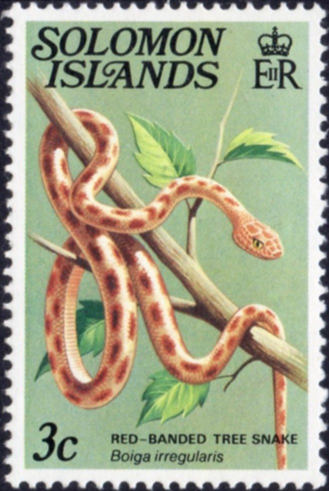 Brown Tree Snake (Bolga irregularis)