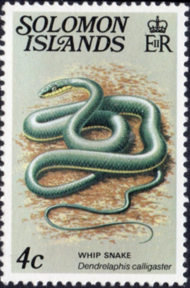 Green Tree Snake (Dendrelaphis calligaster)