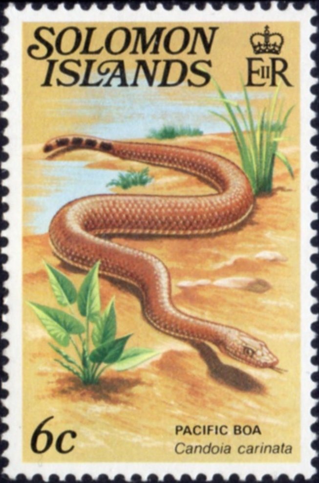 Pacific Ground Boa (Candoia carinata)